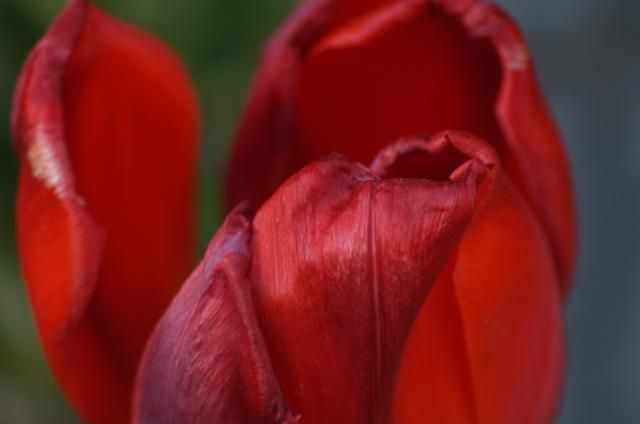 我が家のもう一つの花