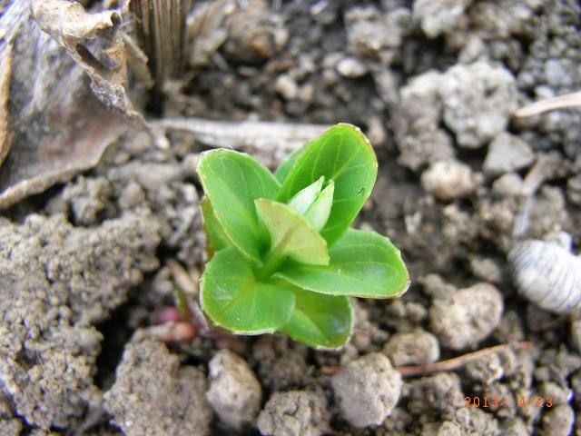 野草の芽２０