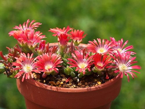 Delosperma Red Mountain