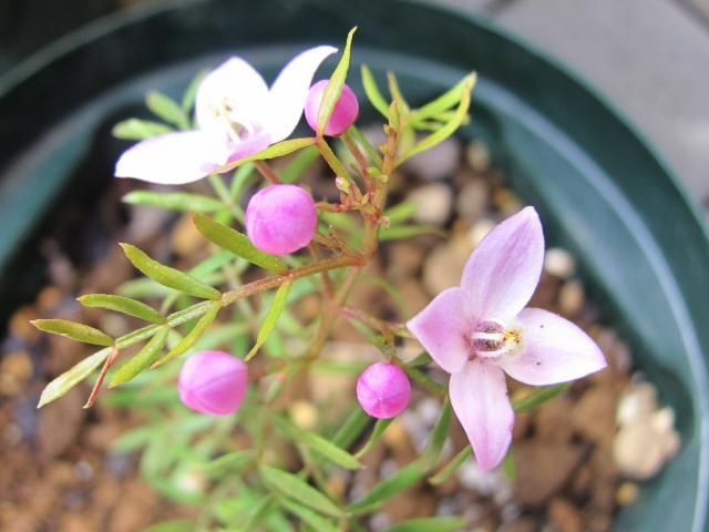 春の小花たち