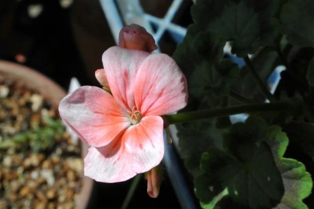 今日の花便り～②