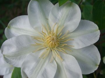 clematis