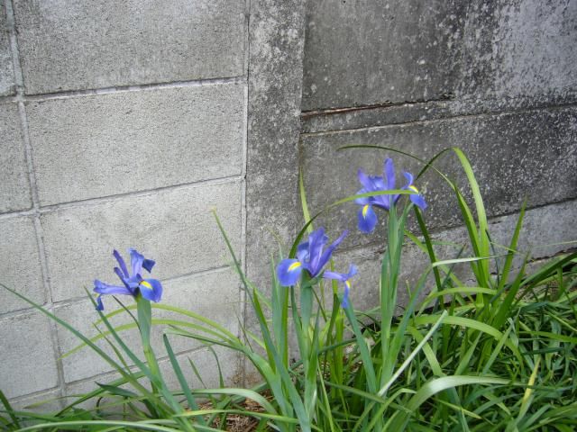 アイリスちゃん開花４日目