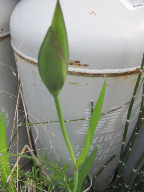 この時期（だけ）注目されるもの