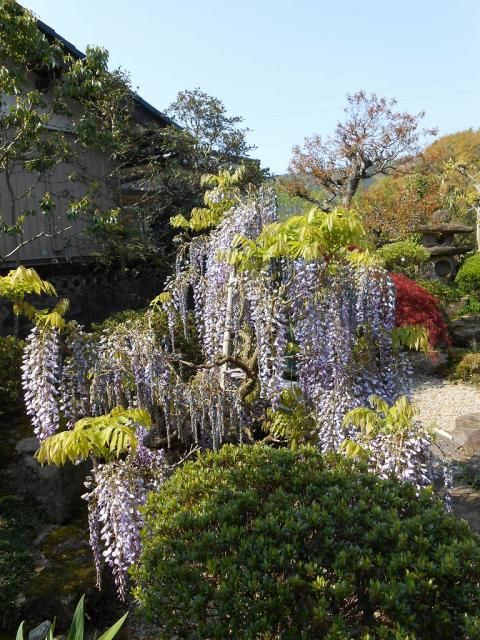 実家のお庭より