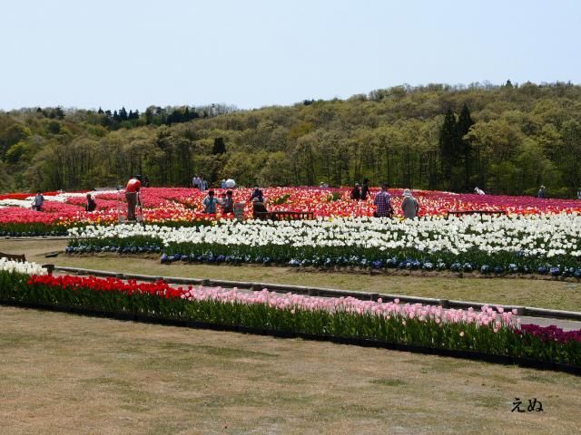 チューリップどどどん③