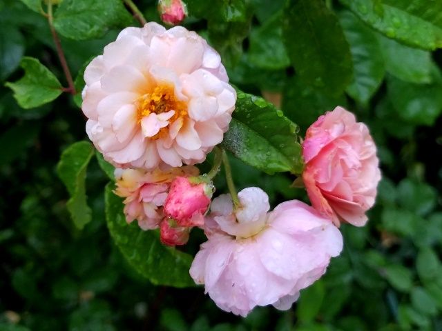 雨の中のバラ②