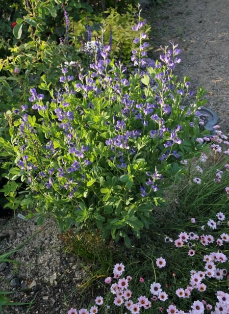 オープンガーデンの脇役はやっぱり愛する草花たち