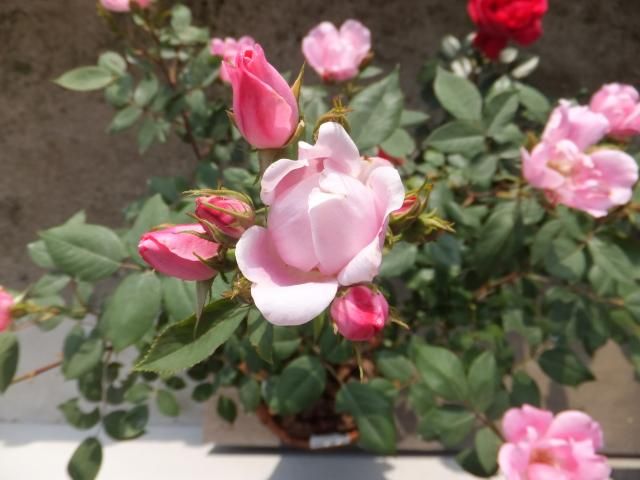 今日の薔薇　2