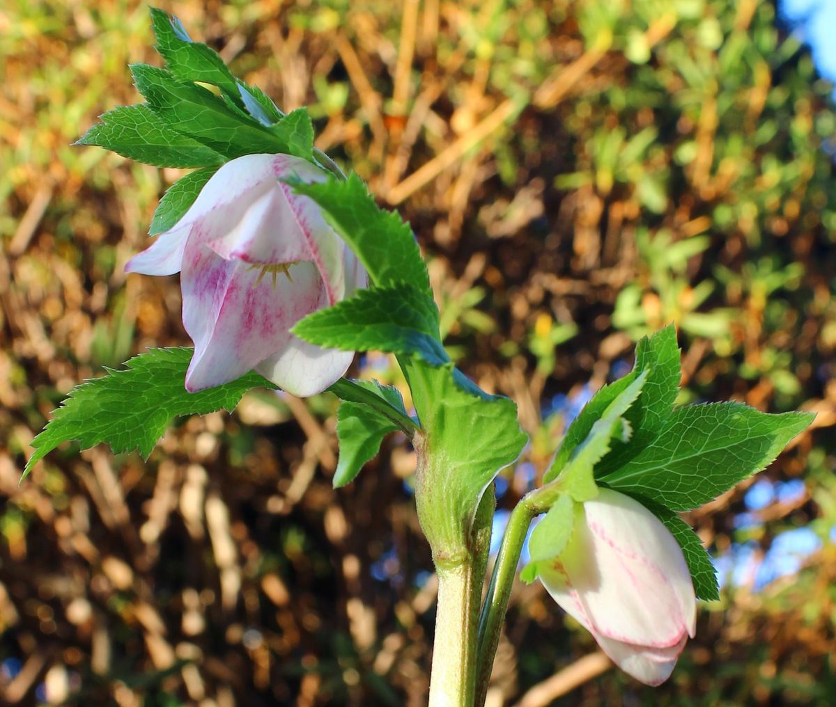 ﾊﾟｽﾃﾘｯｼｭｽﾄﾚｲﾝ実生栽培　期待通りの花が見れるのだろうか？！ 2021.2.6  開花(3株目）その１