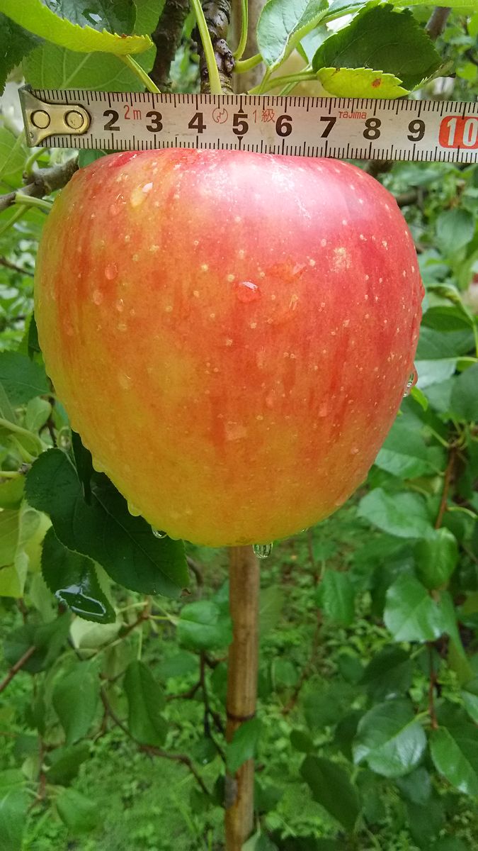 『秋映.ふじ』収穫までの一年間 林檎🍎の肥大