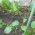 葉物野菜、花蕾（からい）を食べる野菜（ブロッコリーなど）のトピ