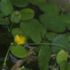 水草・湿地植物「を育てたい