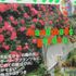 植物・園芸に関する書物の交換をどうぞ