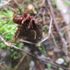 おぞましい植物、恐ろしい植物（の一部）