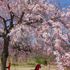 横浜の桜