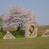 横浜の桜