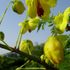 マメ科植物について