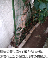 建物の壁に添って植えられた株。
木質化したつるには、8年の貫禄が。