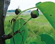 黒星病 ナシの果実や葉柄