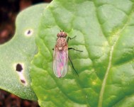 コマツナの葉にいるナモグリバエの成虫