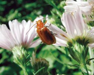 ウリハムシの成虫