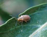 サンゴジュハムシの成虫