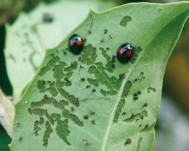 ヘリグロテントウノミハムシの成虫