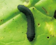 黒色から藍黒色で、単独で食害するカブラハバチの幼虫
