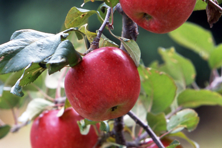 リンゴとは 育て方図鑑 みんなの趣味の園芸 Nhk出版