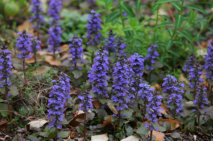 日陰で育てられるおすすめの植物 34種類 みんなの趣味の園芸nhk出版