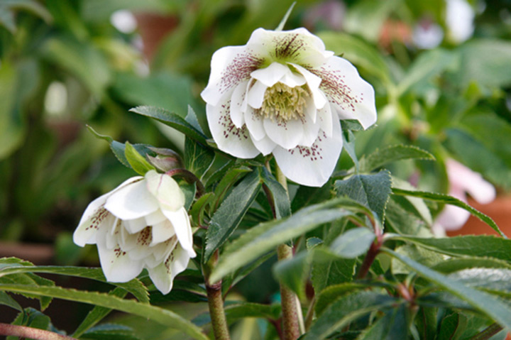 育て方がわかる植物図鑑 花図鑑 みんなの趣味の園芸 Nhk出版