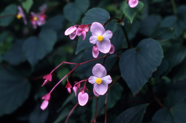 日陰で育てられるおすすめの植物 34種類 みんなの趣味の園芸 Nhk出版