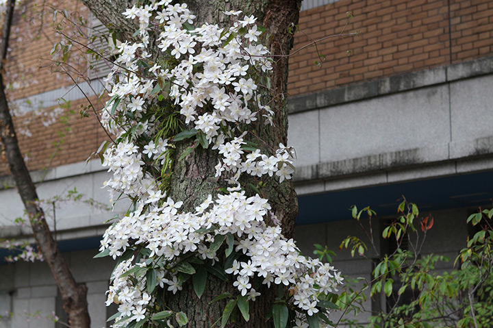 クレマチス 春咲き とは 育て方がわかる植物図鑑 みんなの趣味の園芸 Nhk出版