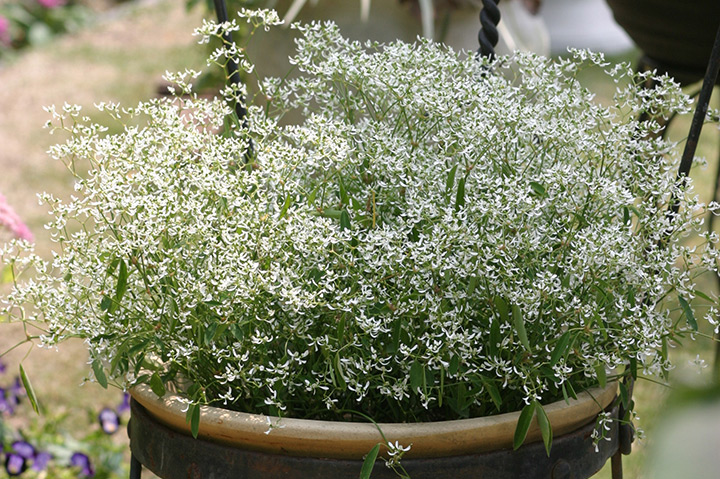 おすすめの宿根草28種 4つの役割別に紹介 みんなの趣味の園芸 Nhk出版