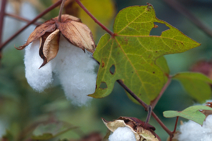 ワタ 綿 とは 育て方がわかる植物図鑑 みんなの趣味の園芸 Nhk出版