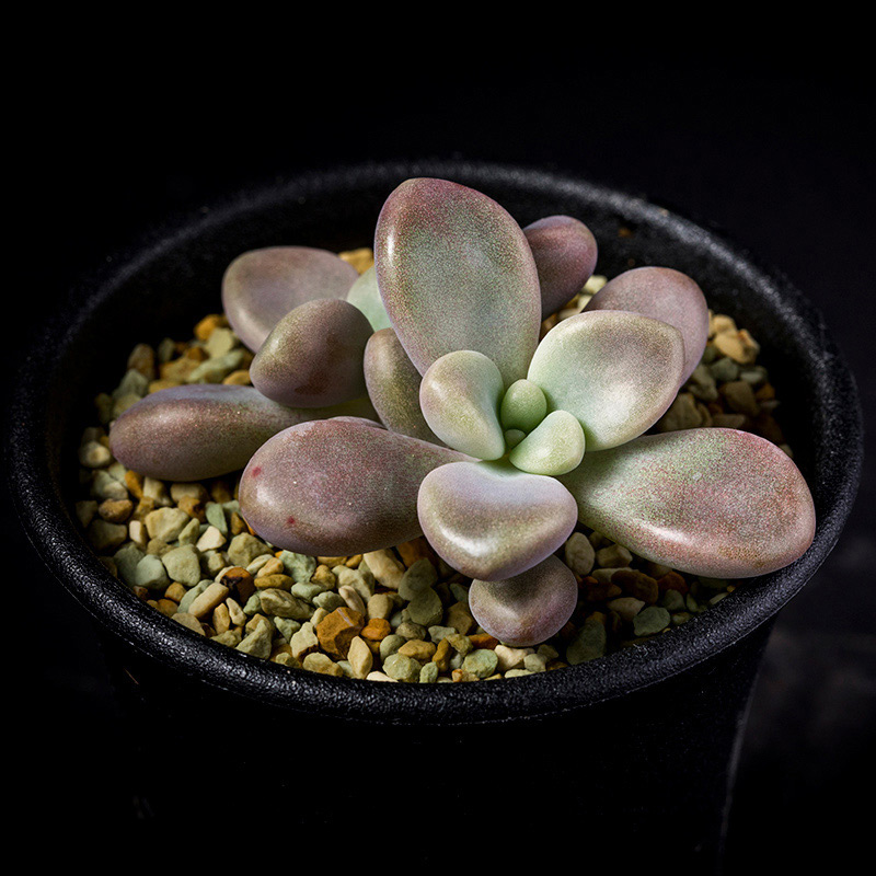 達磨香水　多肉植物