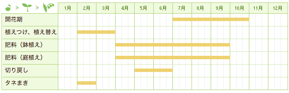 ノコンギクの栽培カレンダー