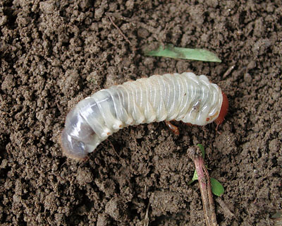 病気 カブトムシ 幼虫 カブトムシの幼虫がなかなか土に潜らず、地上にすぐコンニチハしてしまうときは：トラパパ＠ＴＯＲＡＰＡＰＡ：オルタナティブ・ブログ