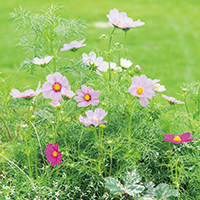 秋の花 人気ランキング1位 20位 みんなの趣味の園芸 Nhk出版