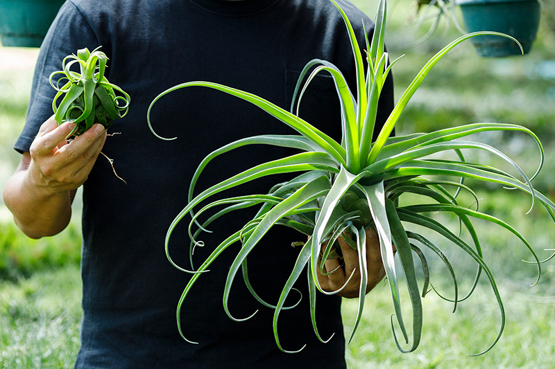 エアプランツ巨大化計画 人気植物の新しい楽しみ方 みんなの趣味の