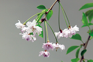 桜の種類 品種 35種類の多彩なサクラを紹介 みんなの趣味の園芸 Nhk出版