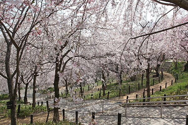 桜の種類 品種 35種類の多彩なサクラを紹介 みんなの趣味の園芸 Nhk出版
