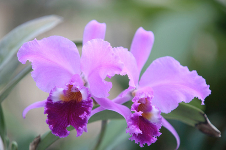 驚くばかり花 カトレア 美しい花の画像