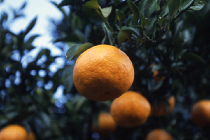 柑橘類 デコポンなど交雑品種 とは 育て方図鑑 みんなの趣味の園芸 Nhk出版