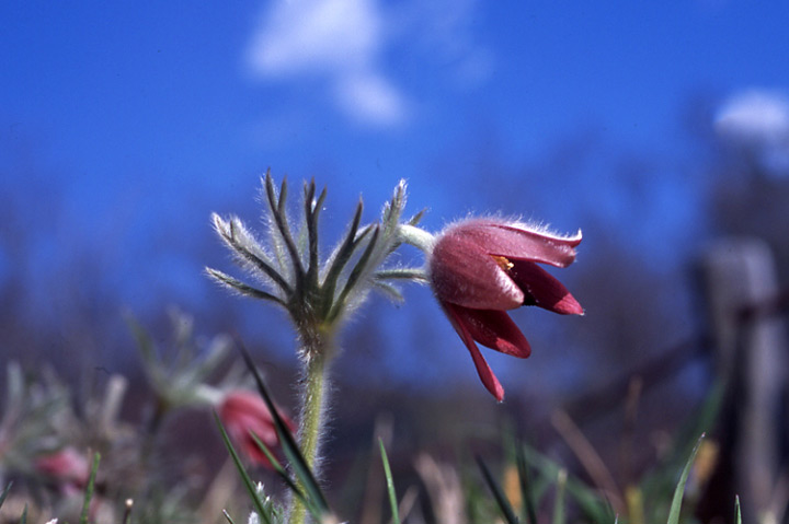 心に強く訴えるオキナグサ 花 言葉 美しい花の画像