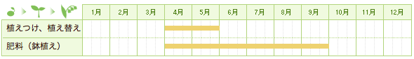 エピデンドラムの栽培カレンダー