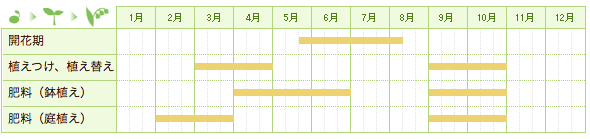 アガパンサスの栽培カレンダー