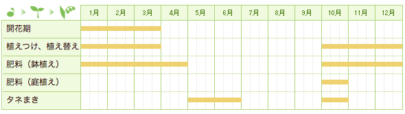 ヘレボルス・フェチダスの栽培カレンダー