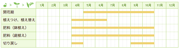 トケイソウの仲間の栽培カレンダー